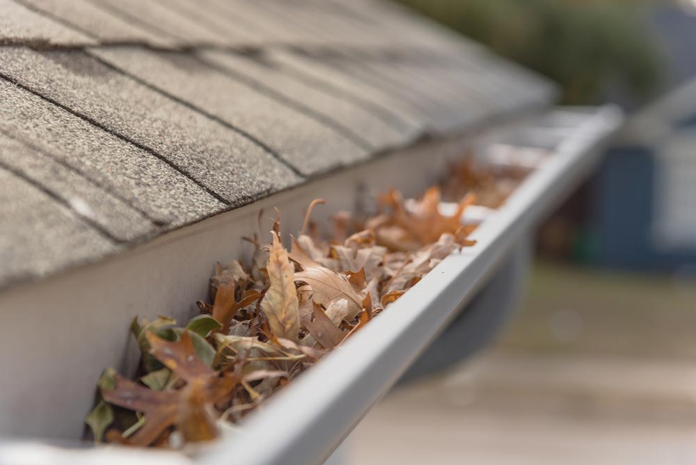 gutter full of leaves